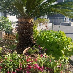 ソテツ 約30年 引き取り限定 掘り取り可能の画像