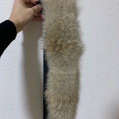 カナダグースの画像