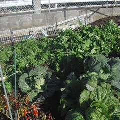 ポリタンクと大根の画像