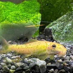 ゴールデンアルジーイーターとパキスタンローチ2匹の画像