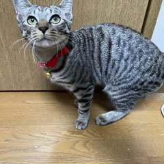 猫里親募集です！