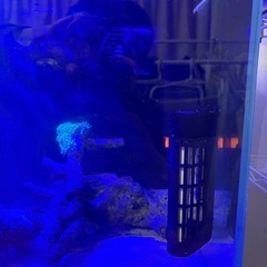 海水水槽セット（生体、ライブロック等付き
）の画像