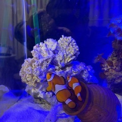 海水水槽セット（生体、ライブロック等付き
）の画像