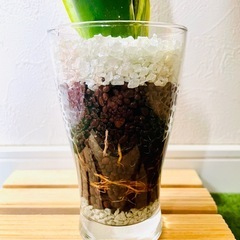 サンスベリア　ブラックフレーム　観葉植物　ハイドロカルチャーの画像