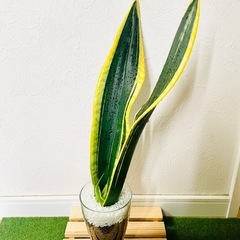 サンスベリア　ブラックフレーム　観葉植物　ハイドロカルチャーの画像