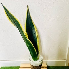 サンスベリア　ブラックフレーム　観葉植物　ハイドロカルチャーの画像