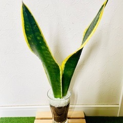 サンスベリア　ブラックフレーム　観葉植物　ハイドロカルチャーの画像