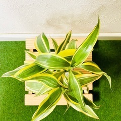 サンデリアーナ　ビクトリー　３本仕立て　観葉植物　ハイドロカルチャー【Ａ】の画像