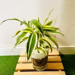 サンデリアーナ　ビクトリー　３本仕立て　観葉植物　ハイドロカルチャー【Ａ】の画像