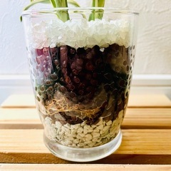 サンデリアーナ　ビクトリー　３本仕立て　観葉植物　ハイドロカルチャー【Ａ】の画像