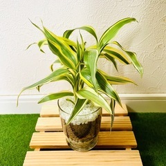 サンデリアーナ　ビクトリー　３本仕立て　観葉植物　ハイドロカルチャー【Ａ】の画像