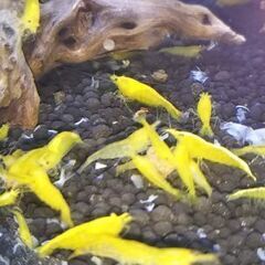 ★イエローチェリーシュリンプ　1匹〜★の画像