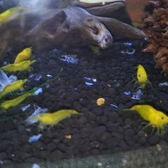 ★イエローチェリーシュリンプ　1匹〜★の画像