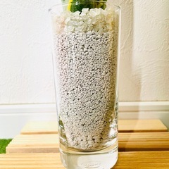 サンスベリア　ローレンティー　観葉植物　ハイドロカルチャー　ゼオライトの画像