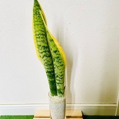 サンスベリア　ローレンティー　観葉植物　ハイドロカルチャー　ゼオライトの画像