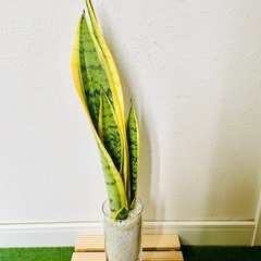 サンスベリア　ローレンティー　観葉植物　ハイドロカルチャー　ゼオライトの画像