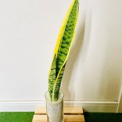 サンスベリア　ローレンティー　観葉植物　ハイドロカルチャー　ゼオライトの画像