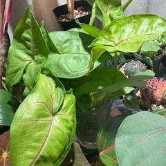 カット苗 観葉植物　シンゴニウム ライム（たぶん）の画像