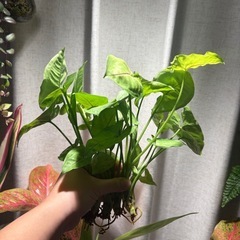 カット苗 観葉植物　シンゴニウム ライム（たぶん）の画像