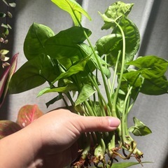 カット苗 観葉植物　シンゴニウム ライム（たぶん）の画像