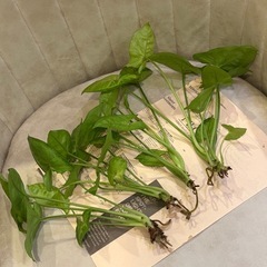 カット苗 観葉植物　シンゴニウム ライム（たぶん）の画像