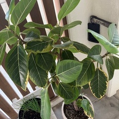 フィカスアルテシマ の画像