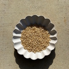 令和7年コシヒカリ玄米30kgの画像