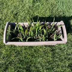 貴重なオニサバルヤシのロングリーフの画像