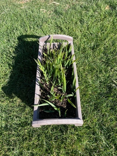 期間限定値下げ】大量貴重 ロングリーフのオニサバルヤシ 貴重、限定