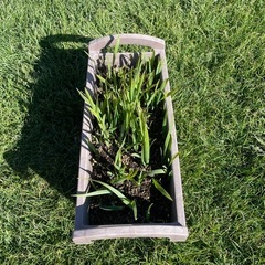 貴重なオニサバルヤシのロングリーフの画像