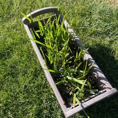 貴重なオニサバルヤシのロングリーフの画像