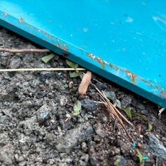 クボタ　ユンボ　平バケットの画像