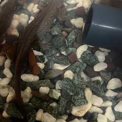 アカハライモリ2匹の画像