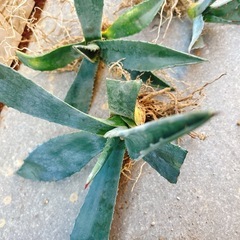 🌵🌵🌵アガベ セット 6株🌵🌵の画像