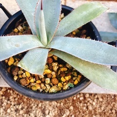 🌵🌵🌵アガベ セット 6株🌵🌵の画像