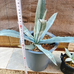 🌵🌵🌵アガベ セット 6株🌵🌵の画像