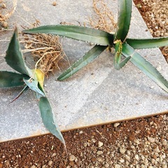 🌵🌵🌵アガベ セット 6株🌵🌵の画像