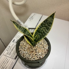 サンスベリアの画像