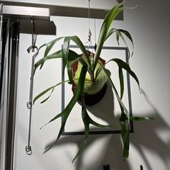 希少　子株　株分 ビカクシダ ペイトンP.payton 着生 着生植物 コウモリラン インテリア の画像