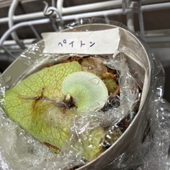 希少　子株　株分 ビカクシダ ペイトンP.payton 着生 着生植物 コウモリラン インテリア の画像