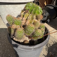 サボテンの画像