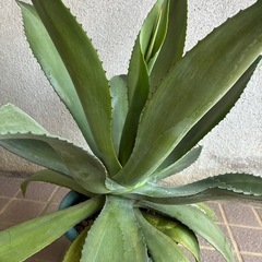 アガベ✨大流行中の画像