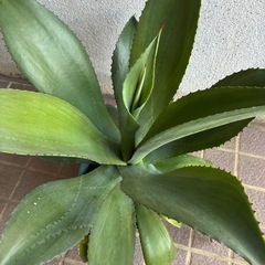 アガベ✨大流行中の画像
