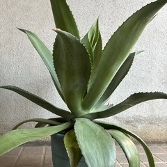 アガベ✨大流行中の画像