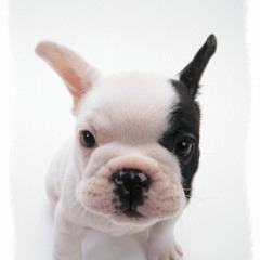 年末年始営業のご案内/エアバギーダブル/３カ月~３歳頃/空気タイヤの画像