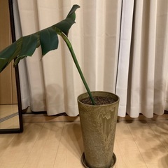観葉植物(モンステラ)の里親さんを探しています(取引相談中)の画像