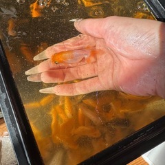 【取引確定】らんちゅう小さめの画像