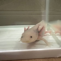 ウーパールーパー の画像