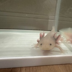 ウーパールーパー の画像