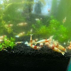 レッドビーシュリンプの画像